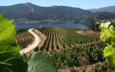 Ribeiro: enoturismo termal en el corazón de Galicia